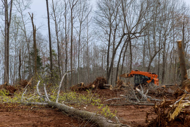 How Our Tree Care Process Works  in  Dresser, WI