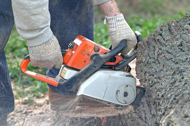 Reliable Dresser, WI Tree Services Solutions